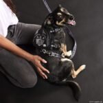 PETS-DARTH-VADER-148